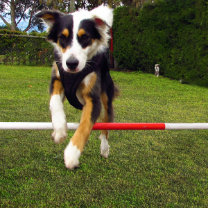 Pista de Agility