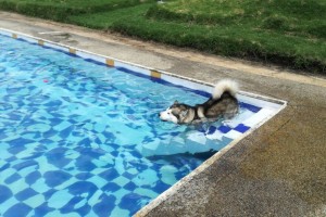En la piscina heisemberg