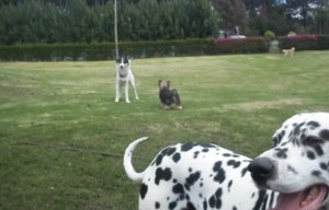 Que loquitos más lindos.