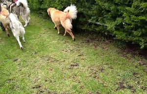 Actividad de caminata y afirmación de manada en el Canódromo