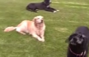 Juegos, abiertos y entre amigos