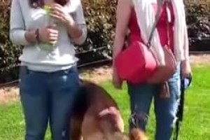 Hachi y balu felices en PETropolis