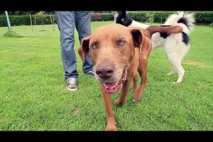 PETropolisClub Club Campestre Canino - Guardería Perros Bogota